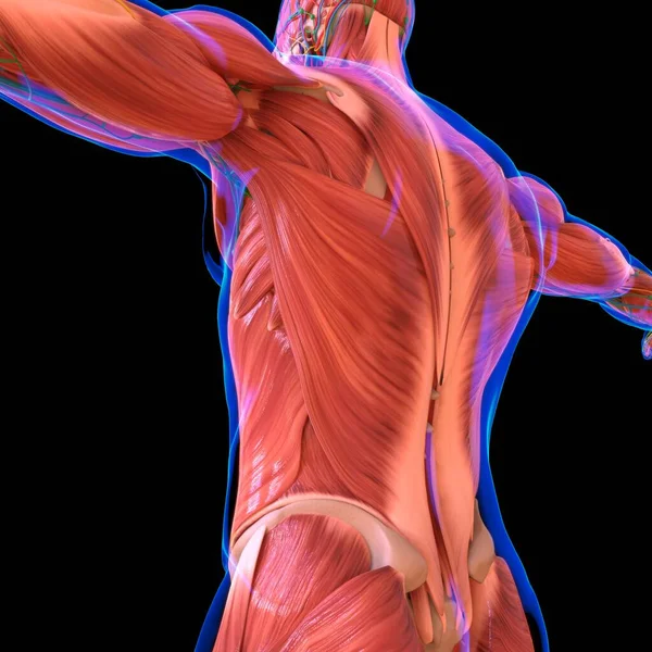 Menschliche Muskelanatomie Für Medizinisches Konzept Illustration — Stockfoto