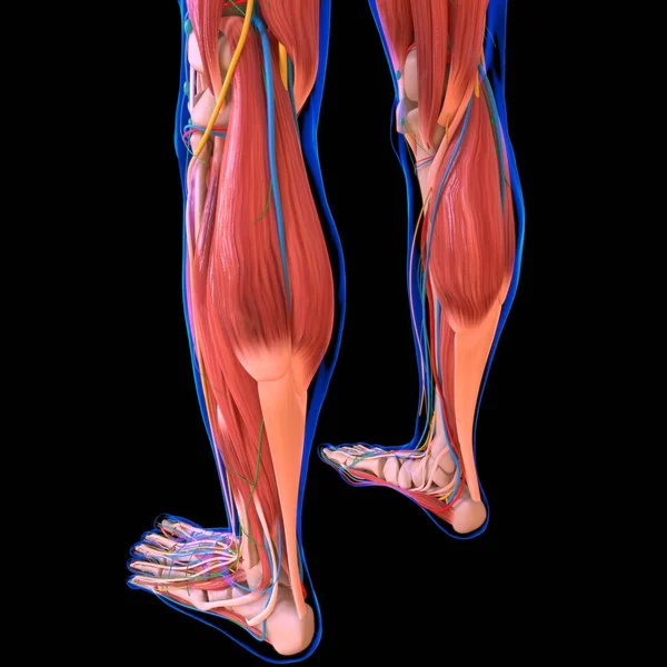 人体肌肉解剖用于医学概念3D展示 — 图库照片