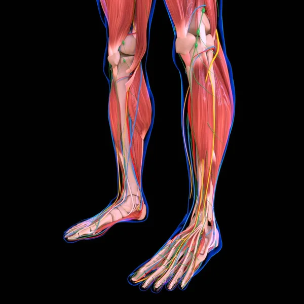 人間の筋肉の解剖学 3Dイラスト — ストック写真