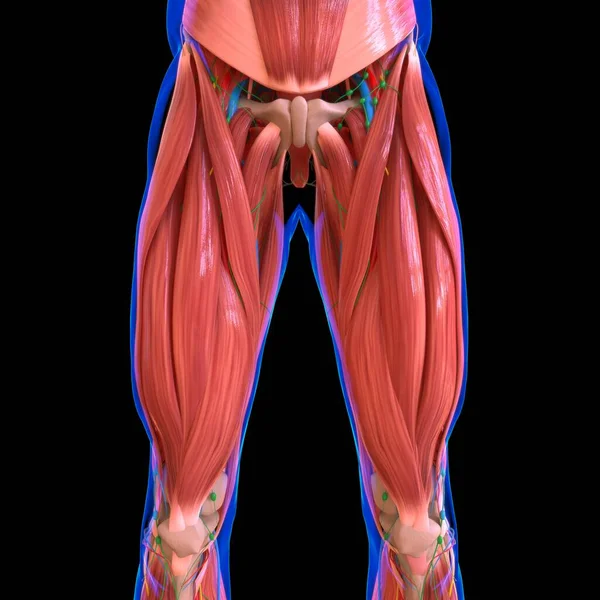 Anatomia Músculo Humano Para Conceito Médico Ilustração — Fotografia de Stock