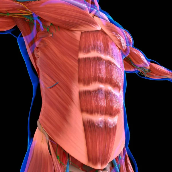 Anatomie Lidského Svalu Pro Lékařský Koncept Ilustrace — Stock fotografie