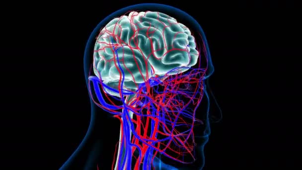 Ludzki Mózg Układem Krążenia Anatomia Koncepcji Medycznej Pętla Ilustracja — Wideo stockowe
