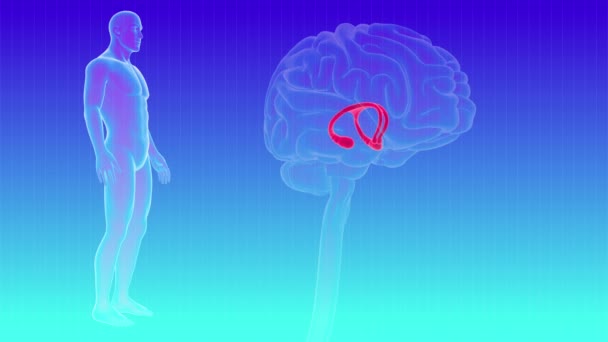 Ludzki Mózg Wewnętrzne Części Fornix Anatomia Koncepcji Medycznej Pętli Ilustracja — Wideo stockowe