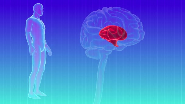 Menschliche Gehirninnenteile Diencephalon Anatomie Für Medizinisches Konzept Loopable Illustration — Stockvideo