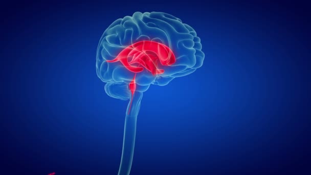Ludzki Mózg Wewnętrzna Część Anatomia Koncepcji Medycznej Ilustracja — Wideo stockowe