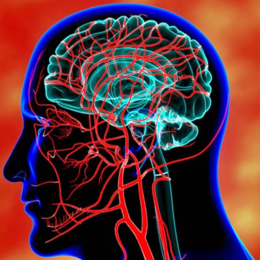 Tıbbi Konsept için İnsan Atardamarları ve Damarları 3 boyutlu İllüstrasyon