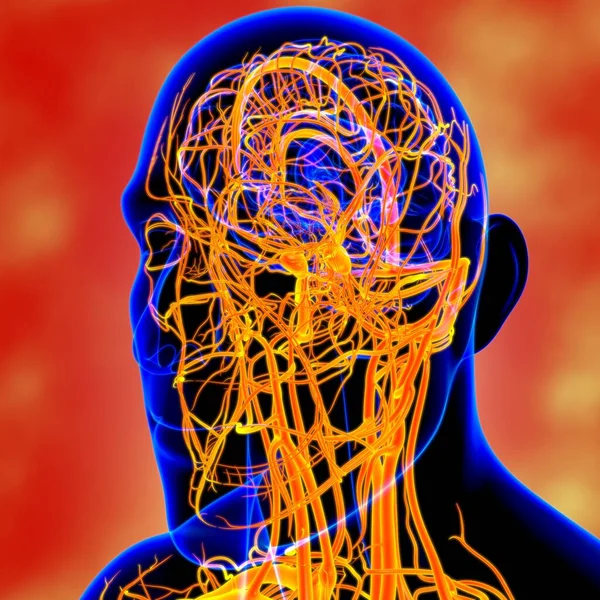 医学概念3D图解中的人体动脉和静脉 — 图库照片