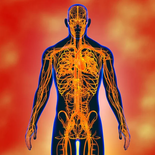 Tıbbi Konsept 3 boyutlu İllüstrasyon İçin Dolaşım Sistemi Anatomisi Olan İnsan Kalbi