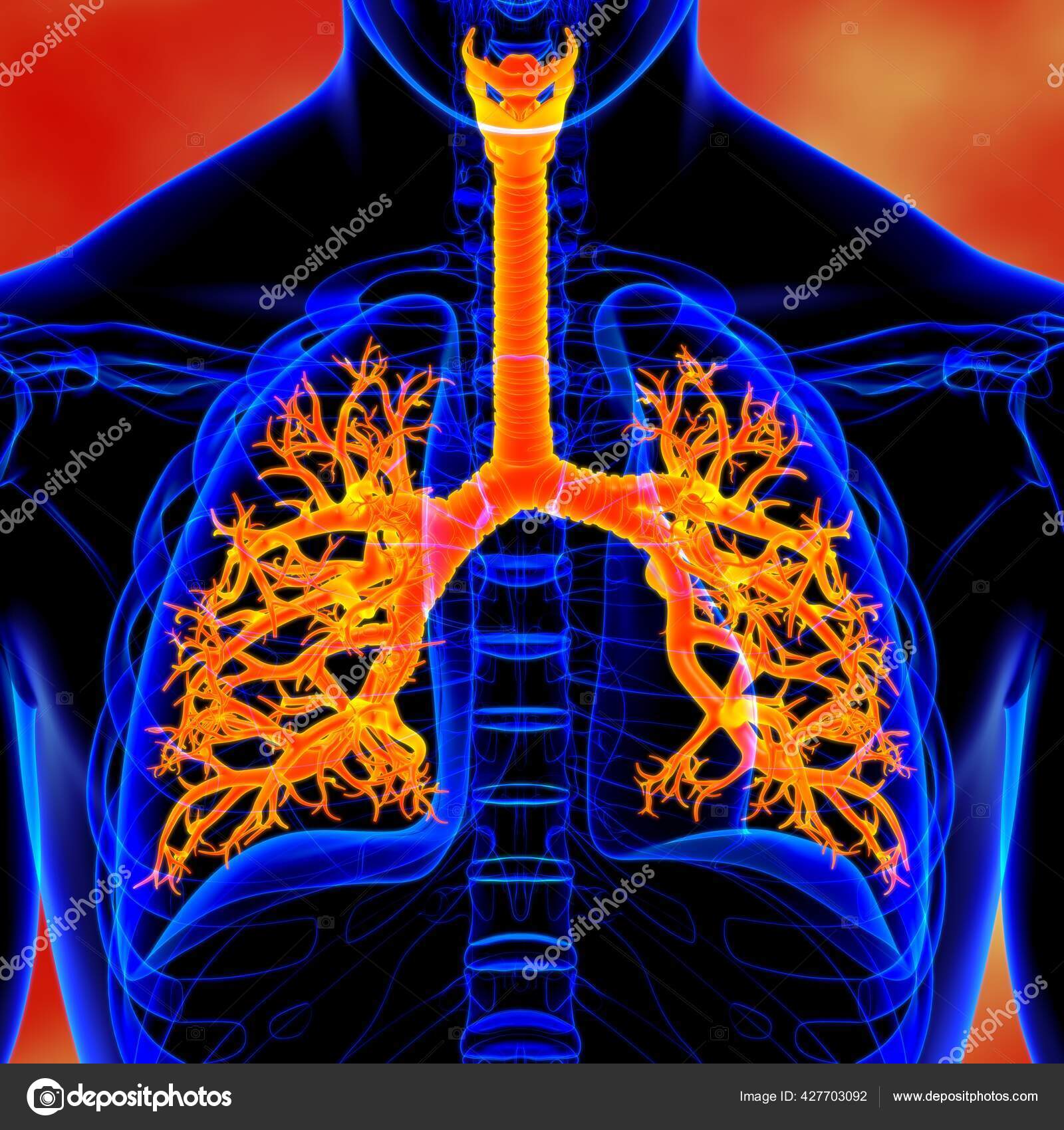 Anatomía Del Sistema Respiratorio Humano Los Pulmones Para Ilustración Del  — Foto de stock #427703092 © My_box_pra, image size:1600x1700