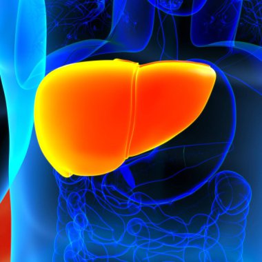 Karaciğer 3D Görüntü İnsan Sindirim Sistemi Anatomisi Tıbbi Konsept İçin