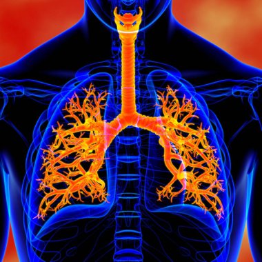 Tıbbi Konsept 3 boyutlu Resim İçin Akciğerler İnsan Solunum Sistemi Anatomisi