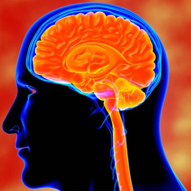 Tıbbi Konsept için İnsan Beyni Anatomisi 3 boyutlu İllüstrasyon