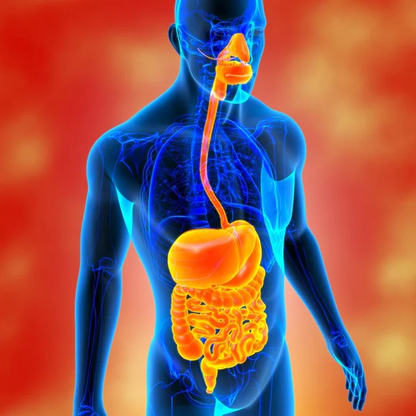 Human Digestive System Anatomy For Medical Concept 3D Illustration