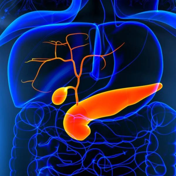 Anatomia Del Sistema Digestivo Umano Della Cistifellea Illustrazione Medica Concetto — Foto Stock