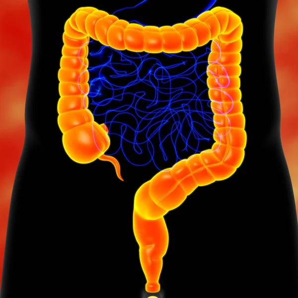 Анатомия Пищеварительной Системы Человека Медицинской Концепции Иллюстрация Большого Кишечника — стоковое фото