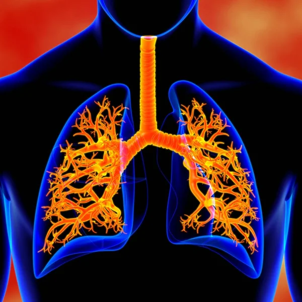 Lungen Human Respiratory System Anatomie Für Medizinisches Konzept Illustration — Stockfoto