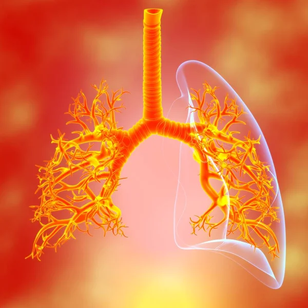 Anatomia Del Sistema Respiratorio Umano Dei Polmoni Concetto Medico Illustrazione — Foto Stock