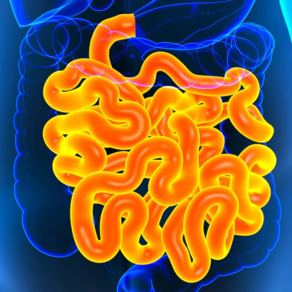 Anatomía Del Sistema Digestivo Humano Ilustración Del Intestino Delgado Para — Foto de Stock