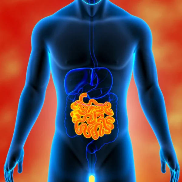 Dünndarm Illustration Humanes Verdauungssystem Anatomie Für Medizinisches Konzept — Stockfoto