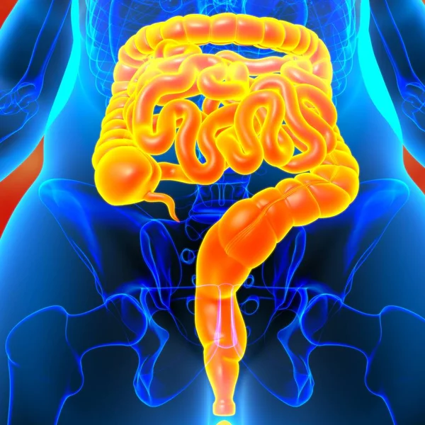 Small and large Intestine 3D Illustration Human Digestive System Anatomy For Medical Concept