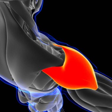 Muscle is a soft tissue, Muscle cells contain proteins , producing a contraction that changes both the length and the shape of the cell. Muscles function to produce force and motion.