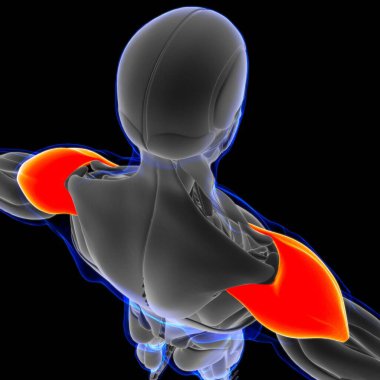 Muscle is a soft tissue, Muscle cells contain proteins , producing a contraction that changes both the length and the shape of the cell. Muscles function to produce force and motion.