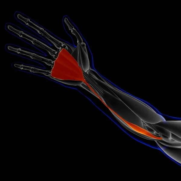 Muscle Soft Tissue Muscle Cells Contain Proteins Producing Contraction Changes — Zdjęcie stockowe