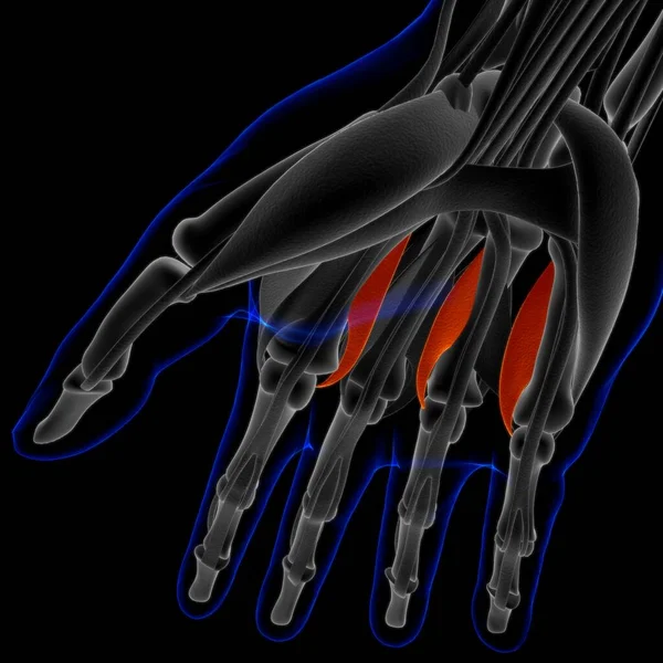 Muscle Soft Tissue Muscle Cells Contain Proteins Producing Contraction Changes — Stock Fotó