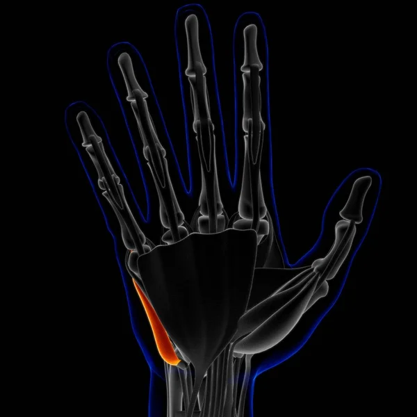 Muscle Soft Tissue Muscle Cells Contain Proteins Producing Contraction Changes — Foto de Stock