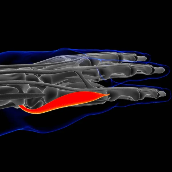 Muscle Soft Tissue Muscle Cells Contain Proteins Producing Contraction Changes —  Fotos de Stock