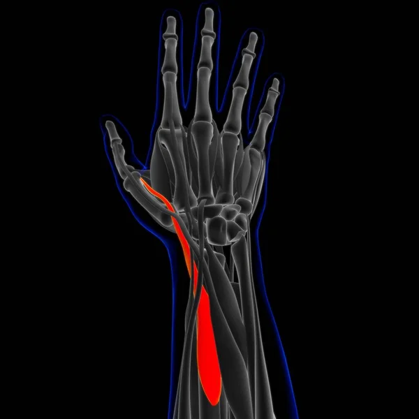 Muscle Soft Tissue Muscle Cells Contain Proteins Producing Contraction Changes — Stockfoto