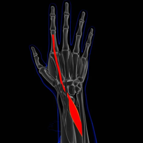 Muscle Soft Tissue Muscle Cells Contain Proteins Producing Contraction Changes — Foto Stock