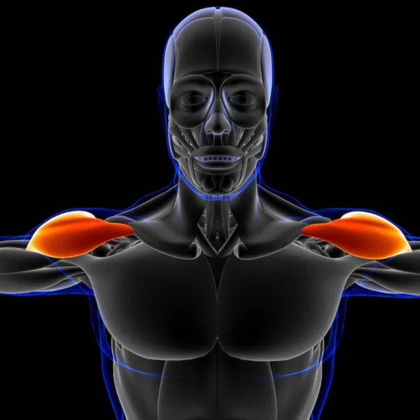 Muskel Ist Ein Weichgewebe Muskelzellen Enthalten Proteine Die Eine Kontraktion — Stockfoto