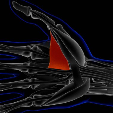 Muscle is a soft tissue, Muscle cells contain proteins , producing a contraction that changes both the length and the shape of the cell. Muscles function to produce force and motion.