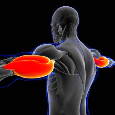 Muscle is a soft tissue, Muscle cells contain proteins , producing a contraction that changes both the length and the shape of the cell. Muscles function to produce force and motion.