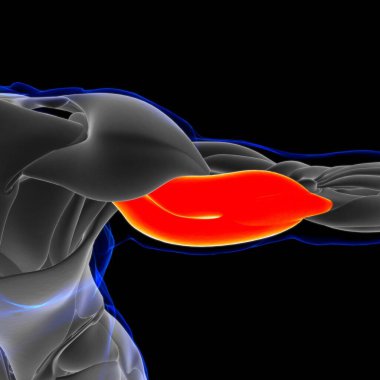 Muscle is a soft tissue, Muscle cells contain proteins , producing a contraction that changes both the length and the shape of the cell. Muscles function to produce force and motion.