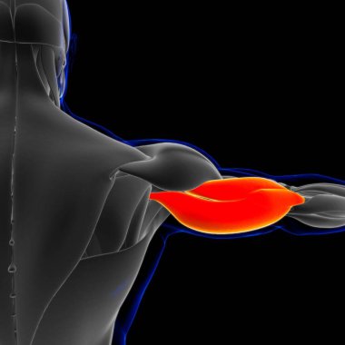 Muscle is a soft tissue, Muscle cells contain proteins , producing a contraction that changes both the length and the shape of the cell. Muscles function to produce force and motion.