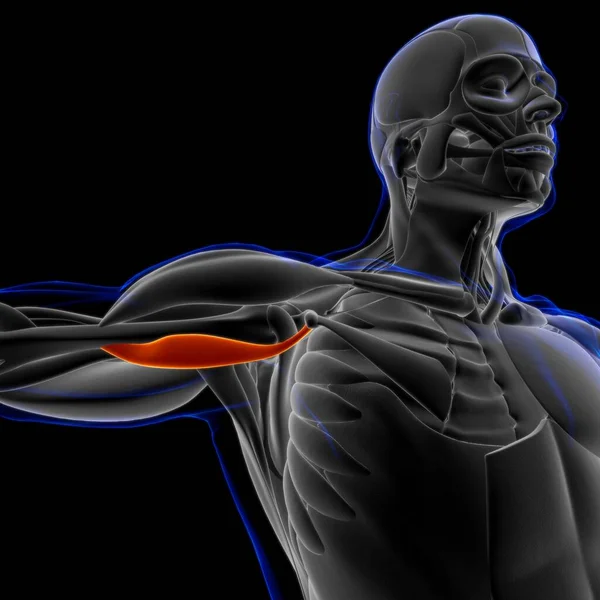 Muskel Ist Ein Weichgewebe Muskelzellen Enthalten Proteine Die Eine Kontraktion — Stockfoto