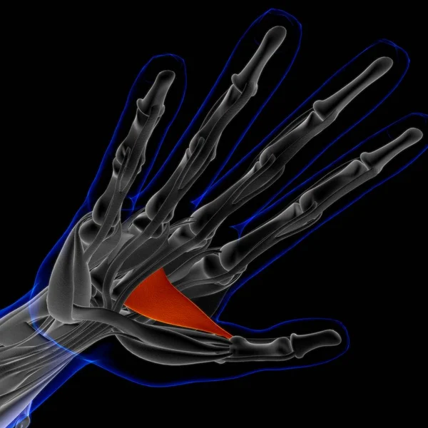 Muscle Soft Tissue Muscle Cells Contain Proteins Producing Contraction Changes — Stock Fotó