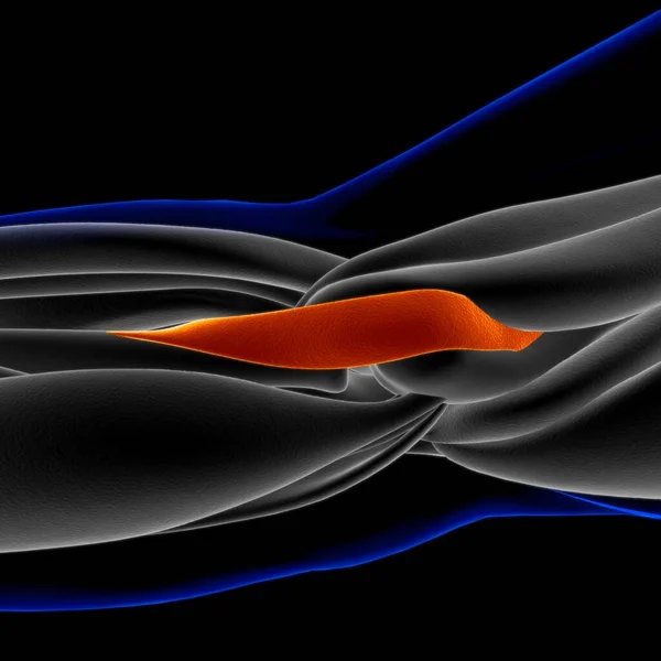Мышцы Мягкая Ткань Мышечные Клетки Содержат Белки Производя Сокращение Которое — стоковое фото