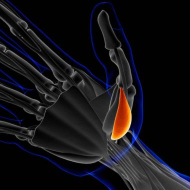 3D İllüstrasyon, Kas yumuşak bir dokudur, kas hücreleri proteinleri içerir ve hücrenin uzunluğunu ve şeklini değiştiren bir kasılma üretir. Güç ve hareket üretmek için kas fonksiyonları.