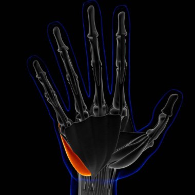 3D İllüstrasyon, Kas yumuşak bir dokudur, kas hücreleri proteinleri içerir ve hücrenin uzunluğunu ve şeklini değiştiren bir kasılma üretir. Güç ve hareket üretmek için kas fonksiyonları.