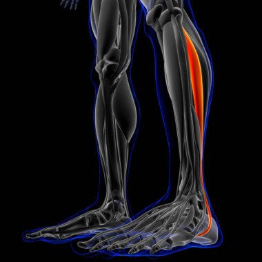 3D İllüstrasyon, Kas yumuşak bir dokudur, kas hücreleri proteinleri içerir ve hücrenin uzunluğunu ve şeklini değiştiren bir kasılma üretir. Güç ve hareket üretmek için kas fonksiyonları.