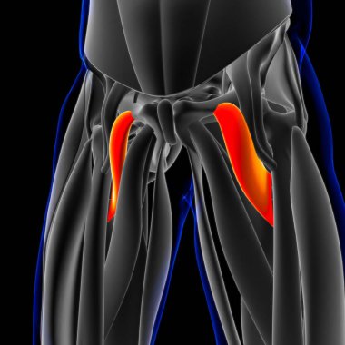 3D İllüstrasyon, Kas yumuşak bir dokudur, kas hücreleri proteinleri içerir ve hücrenin uzunluğunu ve şeklini değiştiren bir kasılma üretir. Güç ve hareket üretmek için kas fonksiyonları.