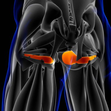 3D İllüstrasyon, Kas yumuşak bir dokudur, kas hücreleri proteinleri içerir ve hücrenin uzunluğunu ve şeklini değiştiren bir kasılma üretir. Güç ve hareket üretmek için kas fonksiyonları.