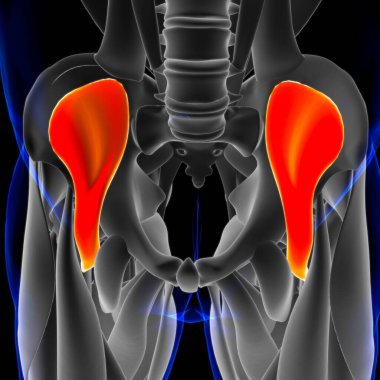3D İllüstrasyon, Kas yumuşak bir dokudur, kas hücreleri proteinleri içerir ve hücrenin uzunluğunu ve şeklini değiştiren bir kasılma üretir. Güç ve hareket üretmek için kas fonksiyonları.