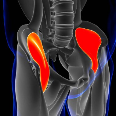 3D İllüstrasyon, Kas yumuşak bir dokudur, kas hücreleri proteinleri içerir ve hücrenin uzunluğunu ve şeklini değiştiren bir kasılma üretir. Güç ve hareket üretmek için kas fonksiyonları.