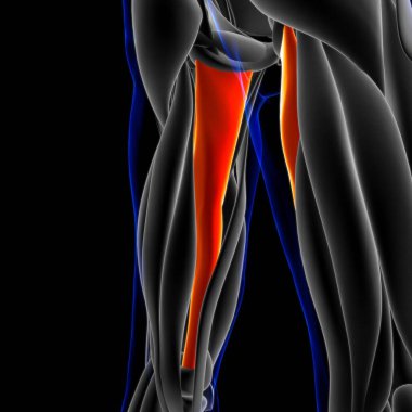 3D İllüstrasyon, Kas yumuşak bir dokudur, kas hücreleri proteinleri içerir ve hücrenin uzunluğunu ve şeklini değiştiren bir kasılma üretir. Güç ve hareket üretmek için kas fonksiyonları.