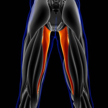 3D İllüstrasyon, Kas yumuşak bir dokudur, kas hücreleri proteinleri içerir ve hücrenin uzunluğunu ve şeklini değiştiren bir kasılma üretir. Güç ve hareket üretmek için kas fonksiyonları.