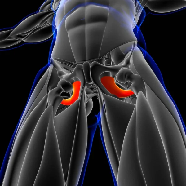 3D Illustration, Muscle is a soft tissue, Muscle cells contain proteins , producing a contraction that changes both the length and the shape of the cell. Muscles function to produce force and motion.